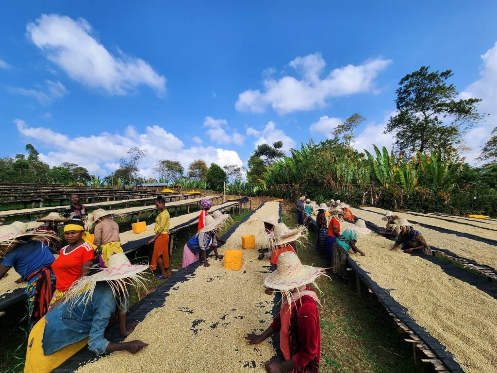 Workers sorting grain under a blue sky with trees in the background