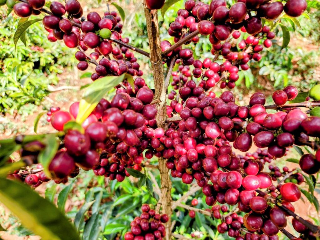 Close-up of ripe coffee berries on a branch with green leaves in the background