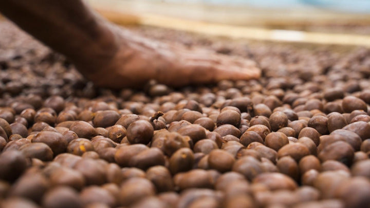 Heady Cup Coffee Roasters Sebastian Ramirez Washed Pink Bourbon Colombian Coffee 97 Coffee Review Rating