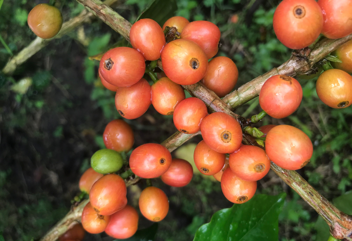 Heady Cup Coffee Roasters Sebastian Ramirez Washed Pink Bourbon Colombian Coffee 97 Coffee Review Rating