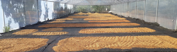 Picture of Finca Sircof Costa Rica Heady Cup Coffee Roasters