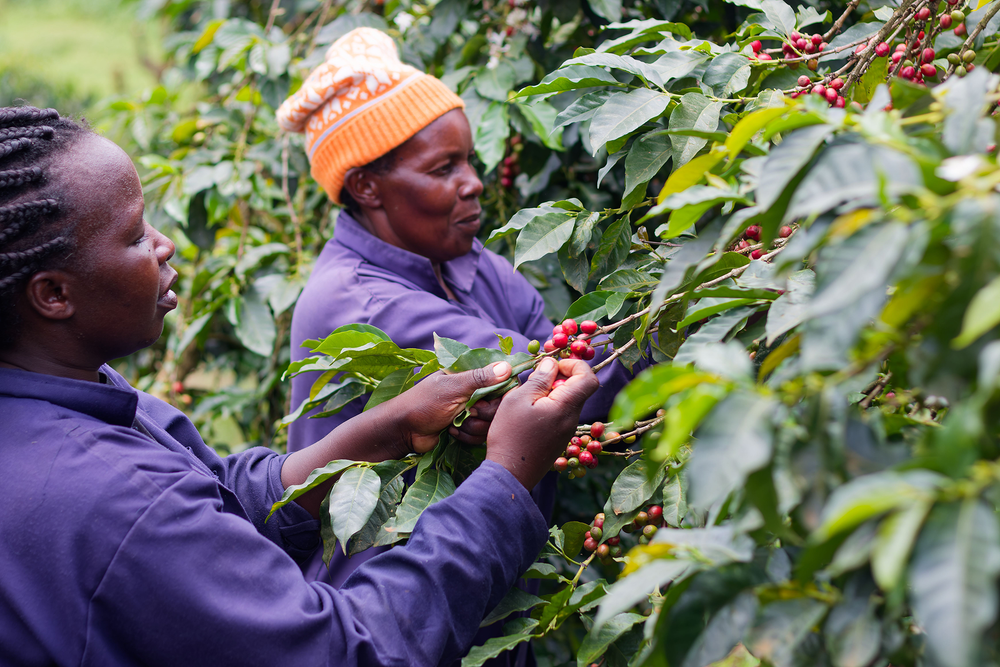 Gikanda farmers cooperative society picking ripe red coffee cherries.