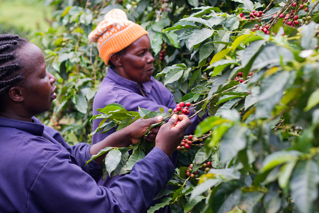Gikanda farmers cooperative society picking ripe red coffee cherries.