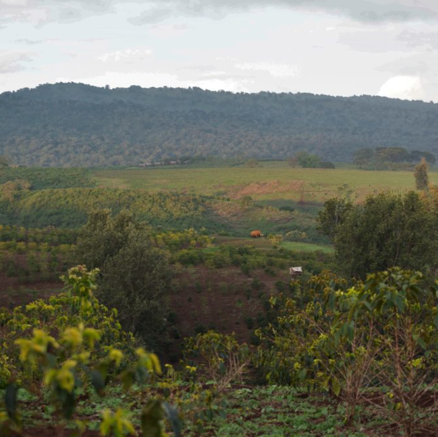 Tanzanian Zaza's Are Back!