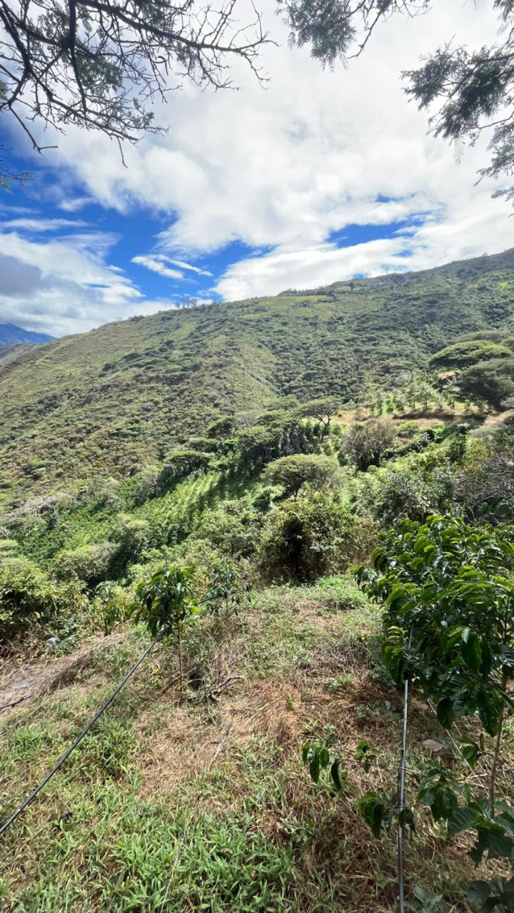 Hilly landscape with greenery and a clear blue sky at finca la noria, ecuador