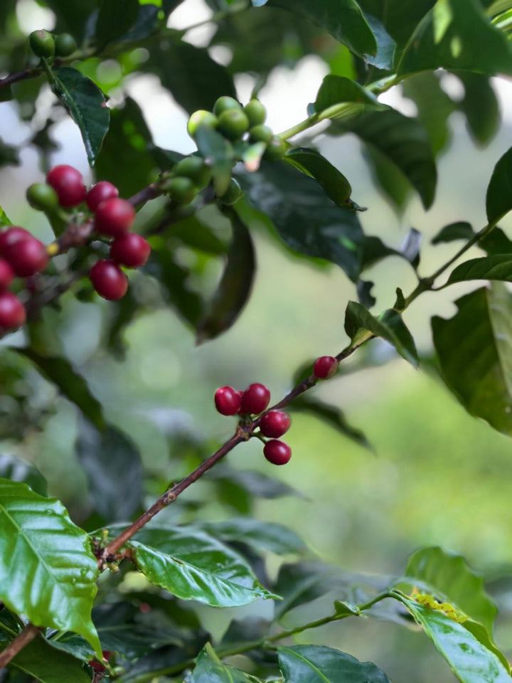 Ripe coffee cherries at finca la noria