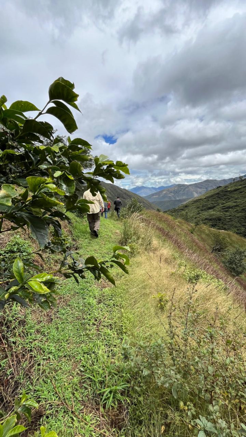People hiking on a trail through a lush green landscape with mountains in the background at finca la noria, ecuador