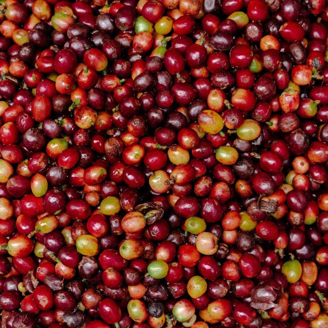 Heady Cup Coffee Roasters Carolina Ramirez Black Honey Processing Brownie Colombia Single Origin 