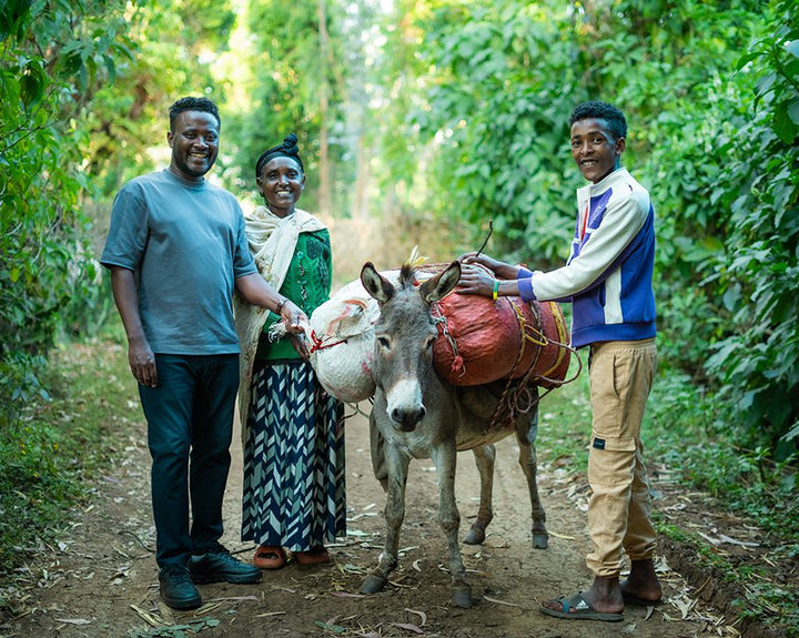 Tamiru Tadesse shown on a mountain trail with a donkey and with a bag of his Ethiopia coffee grown in Sidama. 