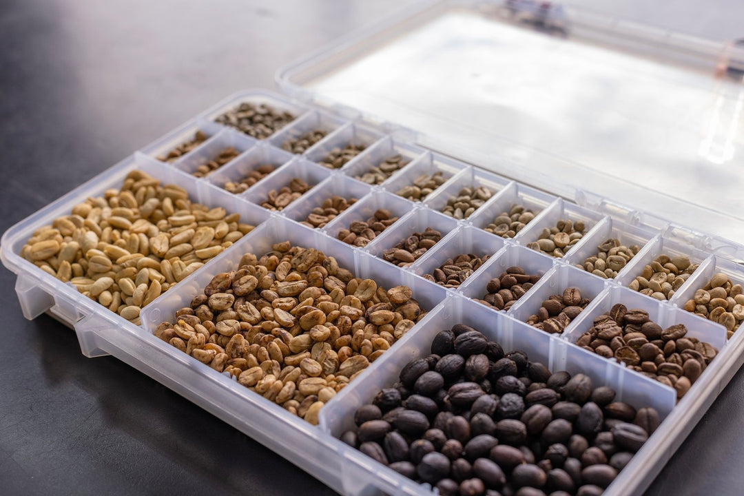 Naturally processed and honey processed beans at different stages of the drying process. 