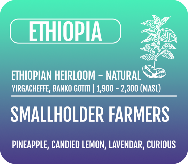 Ethiopian - Pineapple Co-Ferment