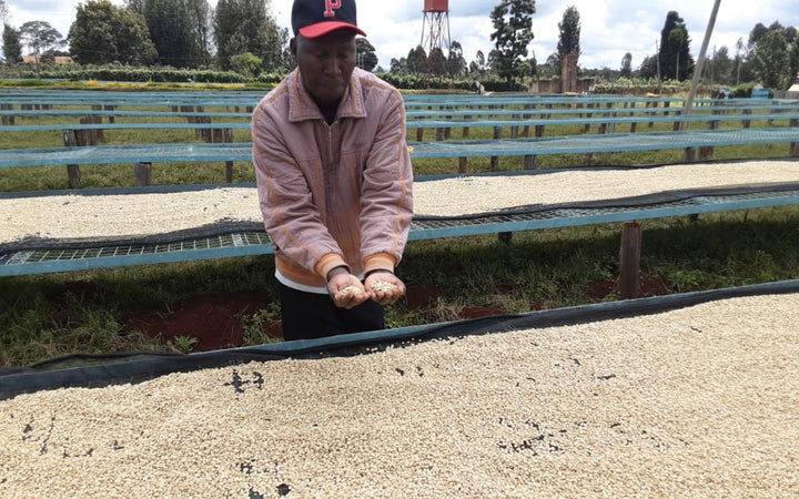 A Gikanda gikanda farmers cooperative society farmer showing off dried washed coffee beans. 