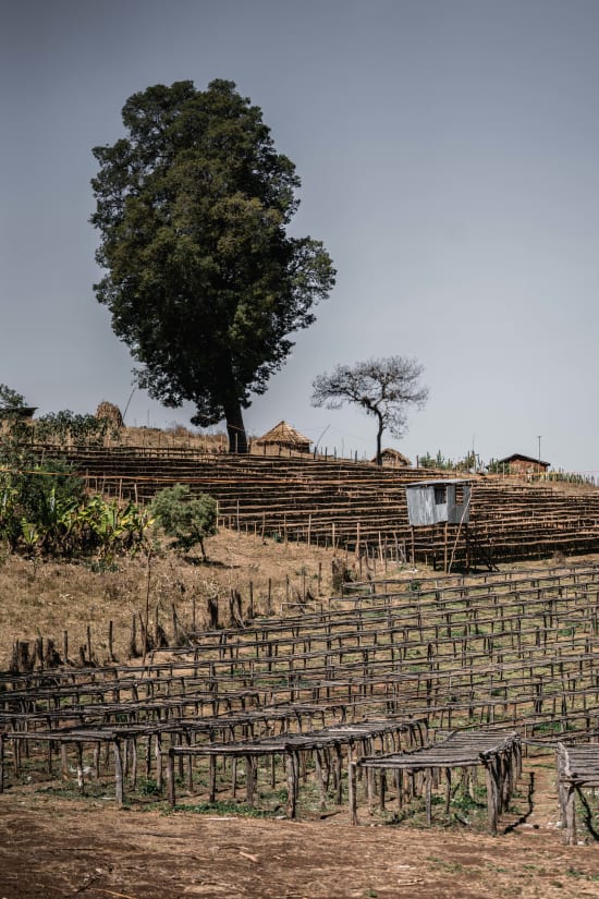 
                  
                    Ethiopian Guji - Arsosala
                  
                