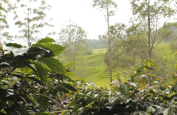 A picture of an Ijen highland coffee plantation. This coffee comes from the Ijen Highlands in East Java. The Ijen volcanic region is home to the world's largest acidic crater lake noted for its famous sulphuric blue fires. Various smallholder farmers from Ijen collaborated to produce an extraordinary coffee - a cup score of over 89! 