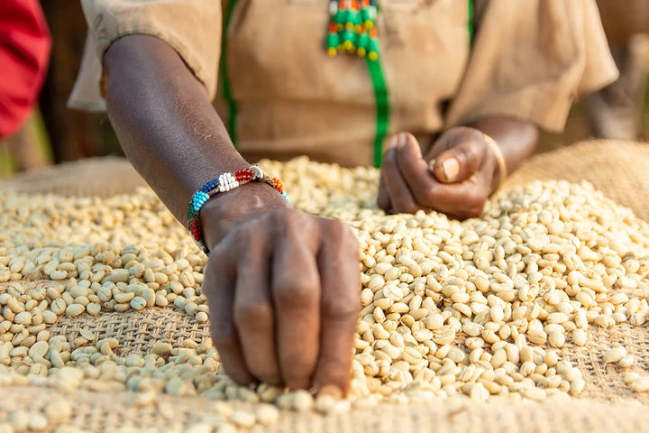 Ethiopia Washed Mulish (Wholesale)