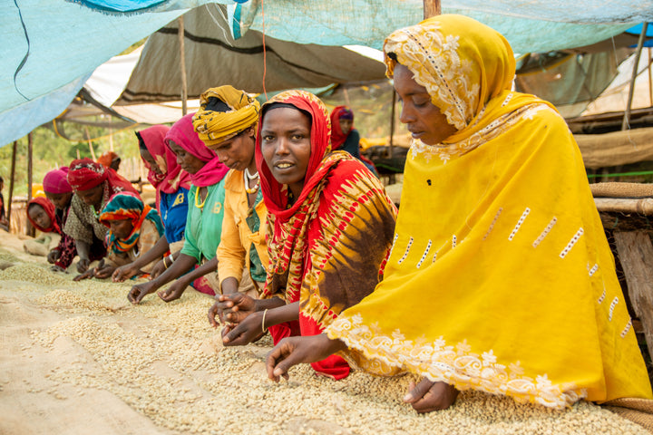Ethiopia Washed Mulish