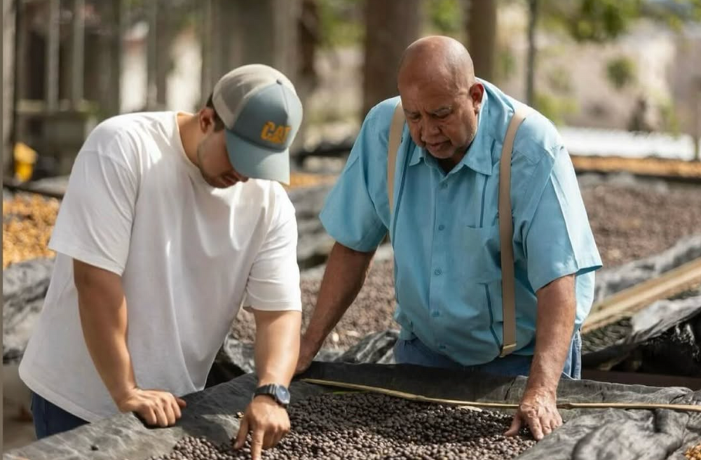 Don Fabio Caballero and Fabio Caballero Jr looking at drying coffee cherries on drying beds in Honduras