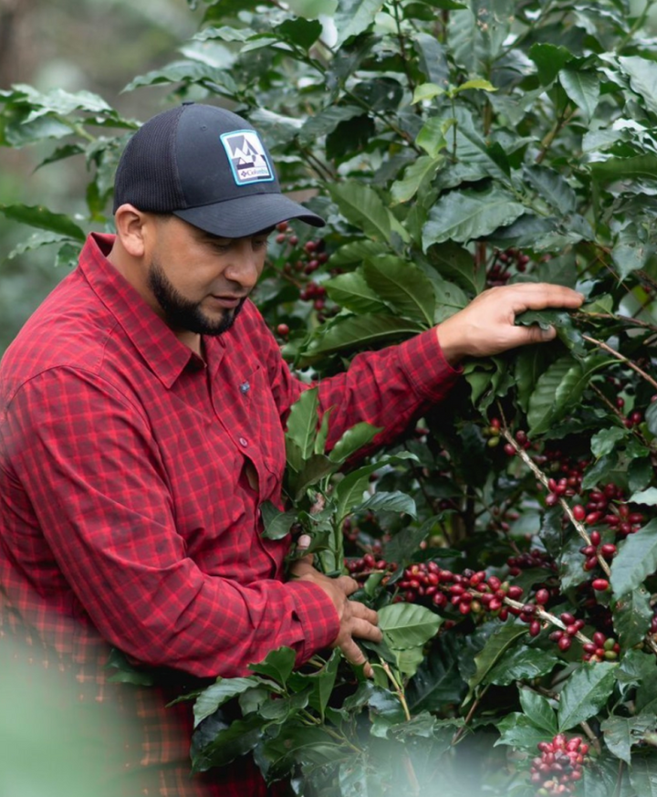 Pedro Turcios inspecting coffee cherries on a coffee tree in Honduras