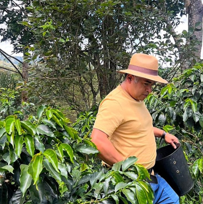 Evelio Lasso, Colombian coffee producer, wearing a yellow shirt and carrying a bucket tending to his Chiroso coffee plants. 