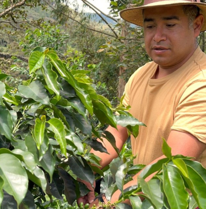 Evelio Lasso, Colombian coffee producer, wearing a yellow shirt tending to his Chiroso coffee plants. 