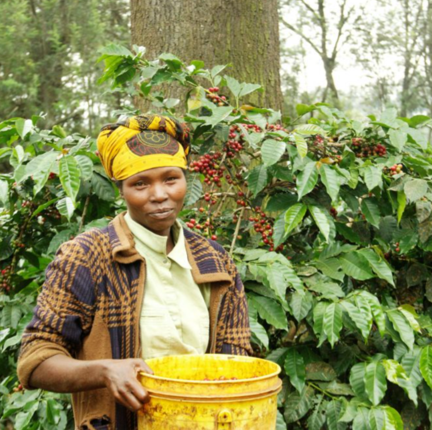 Tanzania - Washed Gesha