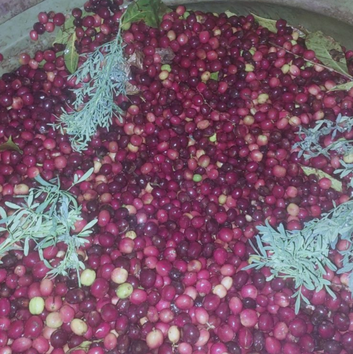 Ethiopia Rue Co-Ferment (Wholesale)