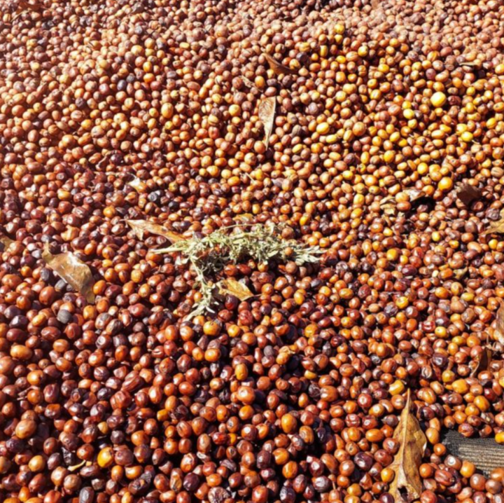 Ethiopia Rue Co-Ferment (Wholesale)
