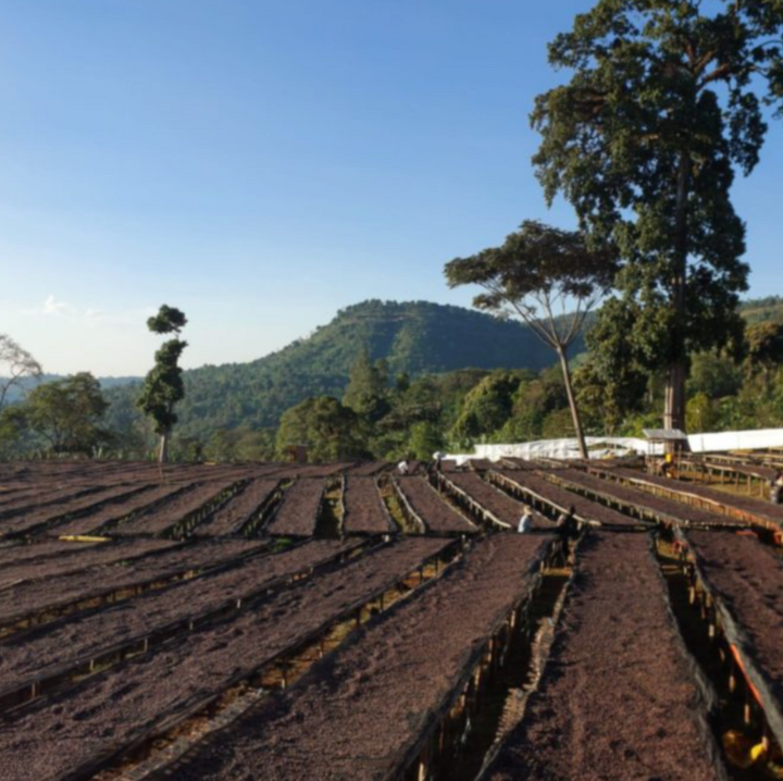 Ethiopia Rue Co-Ferment (Wholesale)