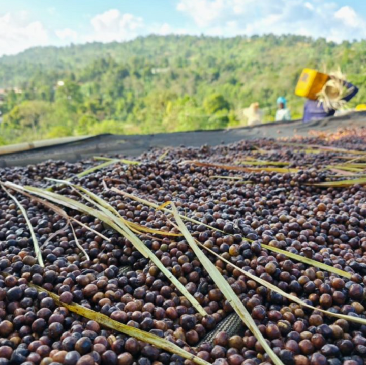 Ethiopia Lemongrass Co-Ferment