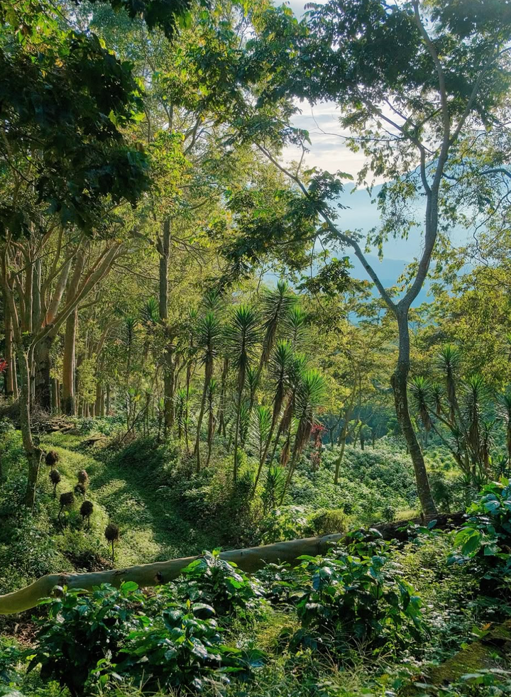 Guatemala Finca San Jerónimo