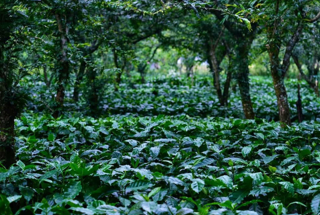 Guatemala Finca San Jerónimo