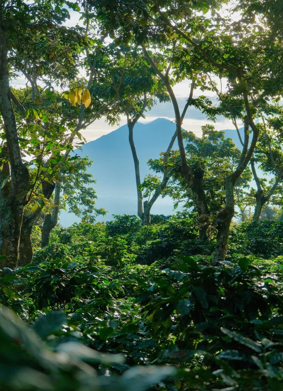 Guatemala Finca San Jerónimo