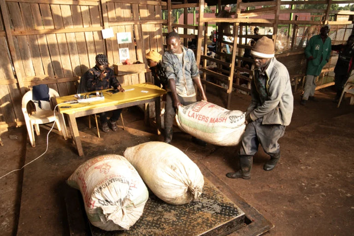 Kenyan Coffee farmers handling large white sacks of grain or flour inside a washing station. One worker pushes a sack while another stands nearby, with other workers and tables visible in the background.