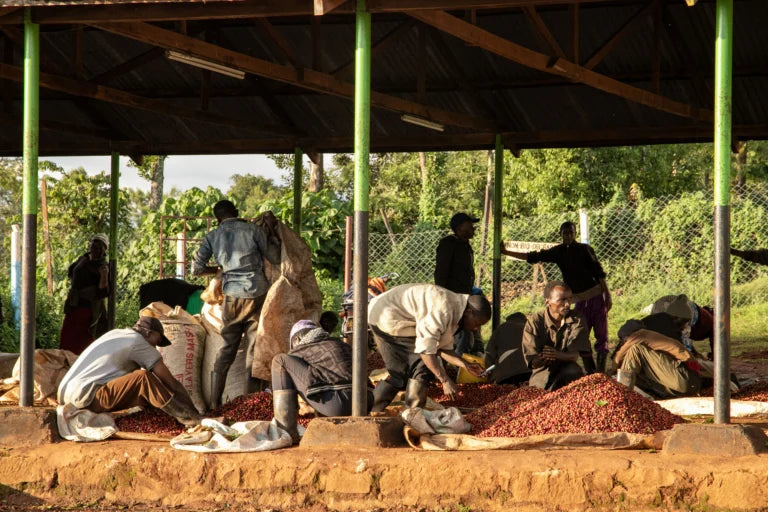 Kenyan coffee farmers attending to fresh coffee cherry. The workers are spreading coffee cherry onto drying beds. 
