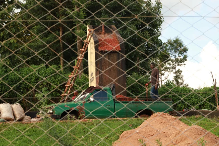 A green pickup truck parked outdoors in front of a chain-link fence with coffee cherry being dumped into the truck bed. 