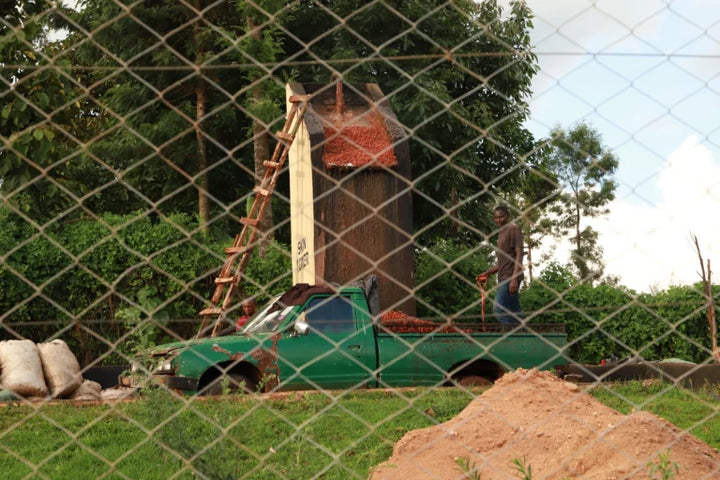 A green pickup truck parked outdoors in front of a chain-link fence with coffee cherry being dumped into the truck bed. 