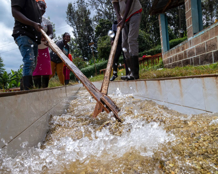Kenya Washed Rianjagi