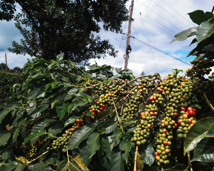 Kenya Washed Rianjagi