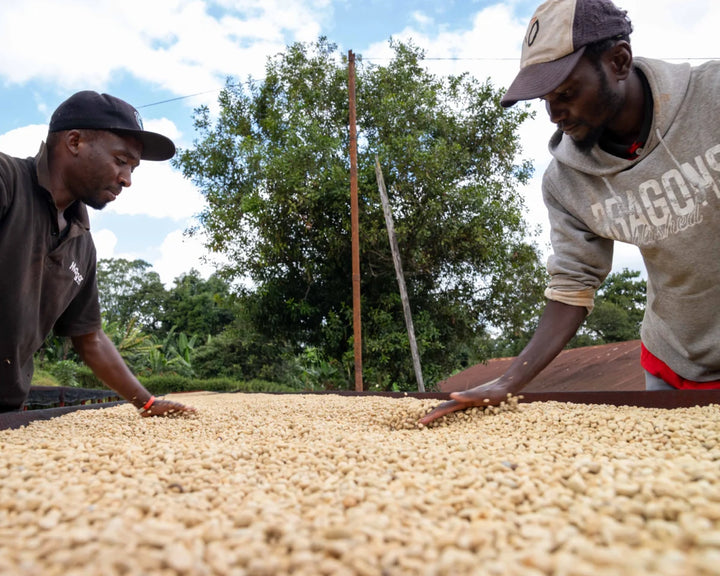 Kenya Washed Rianjagi