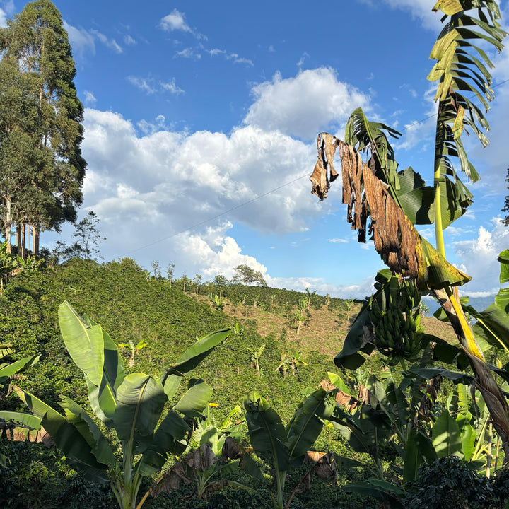 Colombia - Marlon Bolaños - Washed Aji Bourbon