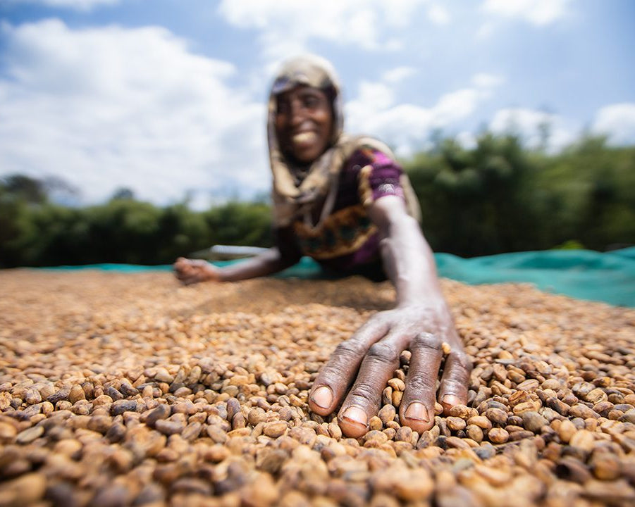 A Sidama coffee farmer in Ethiopia overturning coffee cherries on a drying bed. 