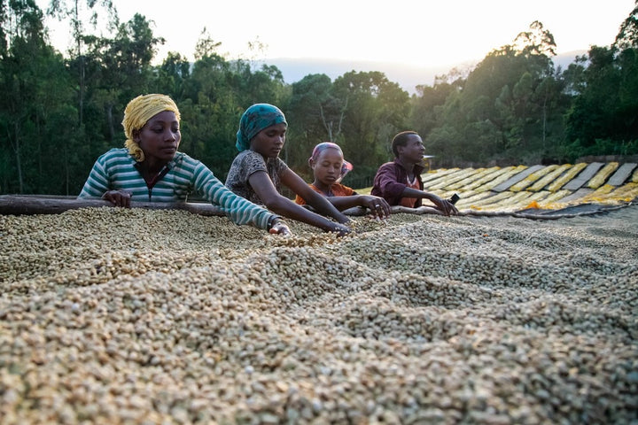 Ethiopian - Pineapple Co-Ferment