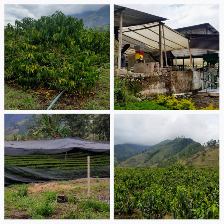Collage of four images showing coffee plants, a processing station, a covered area, and a mountainous landscape. Finca Lugmapata, Ecuador