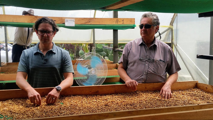 Roberto and Enrique tending to parchment at the Merino Family Farm in Ecuador. 