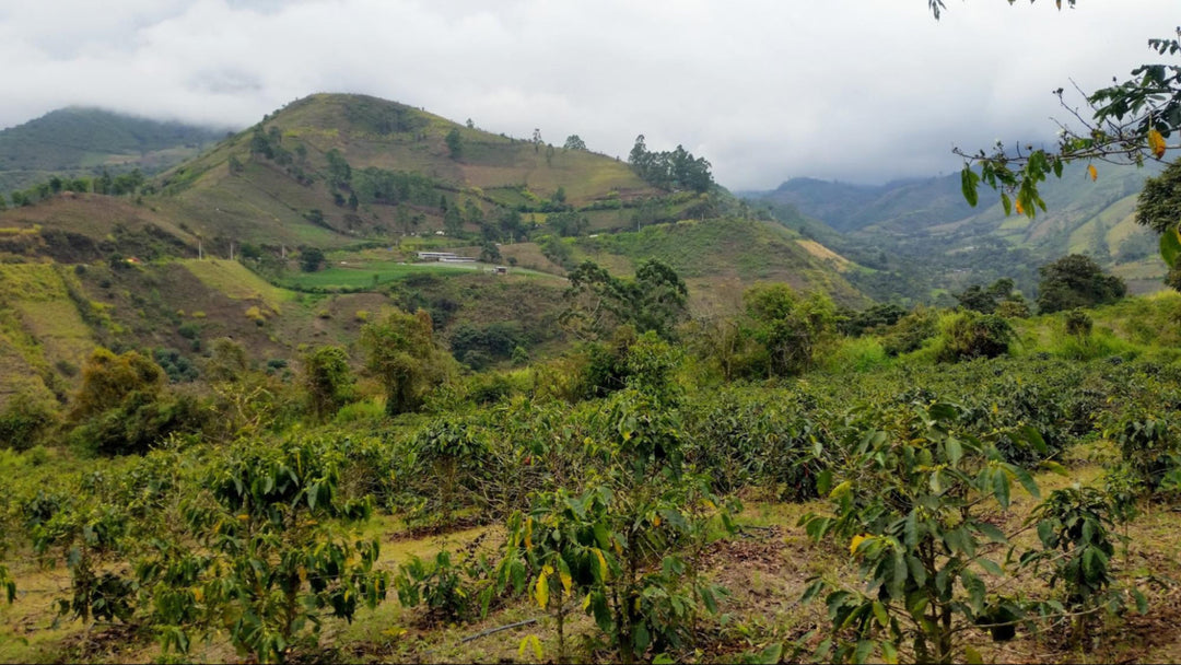 Finca Lugmapata, Merino Family, Ecuador