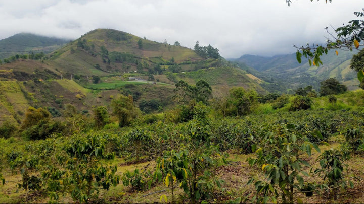 Finca Lugmapata, Merino Family, Ecuador