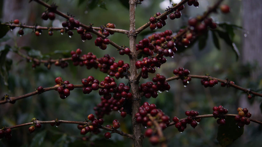 Ripe coffee cherries ready for harvest. The unique super ultra rare 168 hour long fermentation is what gives the coffee such a palate melting flavor profile. Intense fruit forward flavors engulf the palate. The notes of passion fruit, mango, and fruit punch are not at all subtle and can really be a "ah-ha" coffee for the first time drinker!