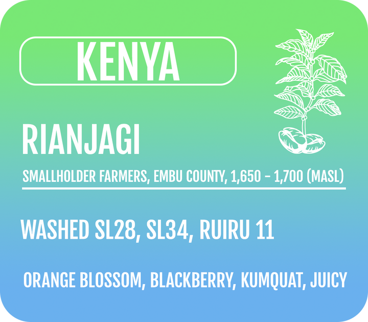 Kenya Washed Rianjagi