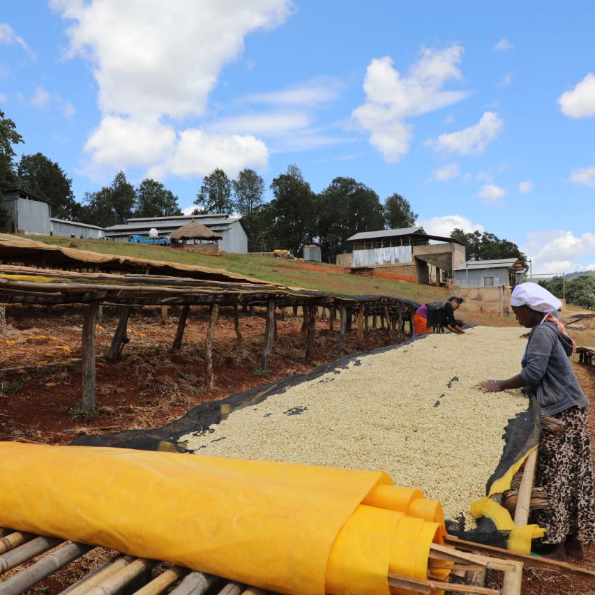 Coffee workers drying or processing a large pile of pale yellow grains or seeds outdoors in a rural setting, with wooden racks, a bright yellow tarp, trees, and buildings under a blue sky with white clouds.
