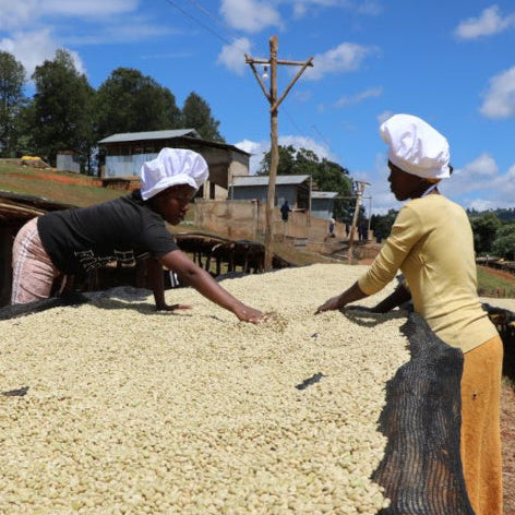 Two women wearing white headwraps work outdoors spreading a large pile of pale yellow dried beans or grains on a black mesh sheet under a blue sky with clouds.